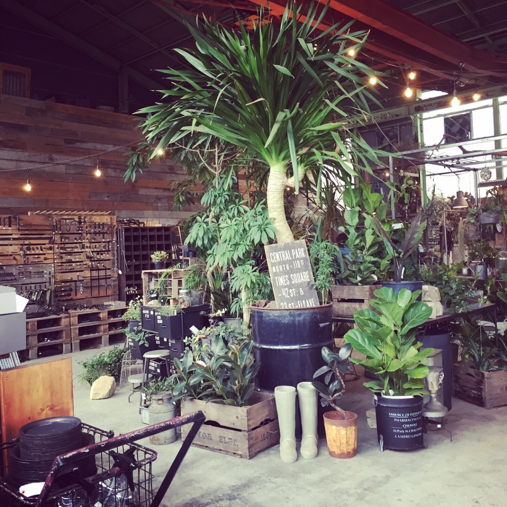 豊橋 ガレージ 店内 植物