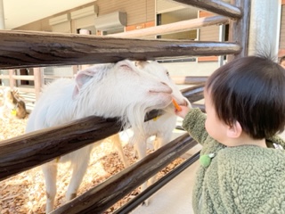 ぎょぎょランド　ヤギのえさやり