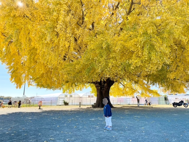 豊川市　大和の大いちょう　紅葉
