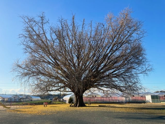 豊川市　大和の大いちょう　12/19