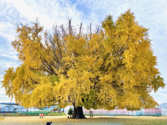 豊川市ヤマトのオオイチョウの画像