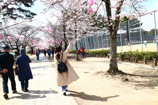 豊川市　とよかわ桜まつり　桜トンネル