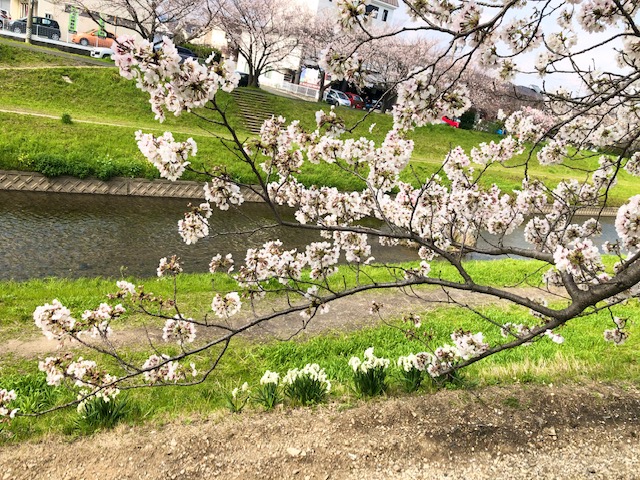 豊川市　とよかわ桜まつり　佐奈川堤